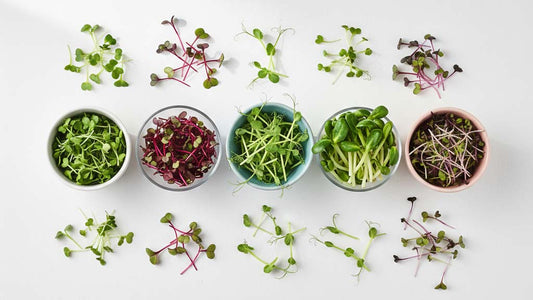 Assorted microgreens in bowls on white surface — nutrient-dense supergreens
